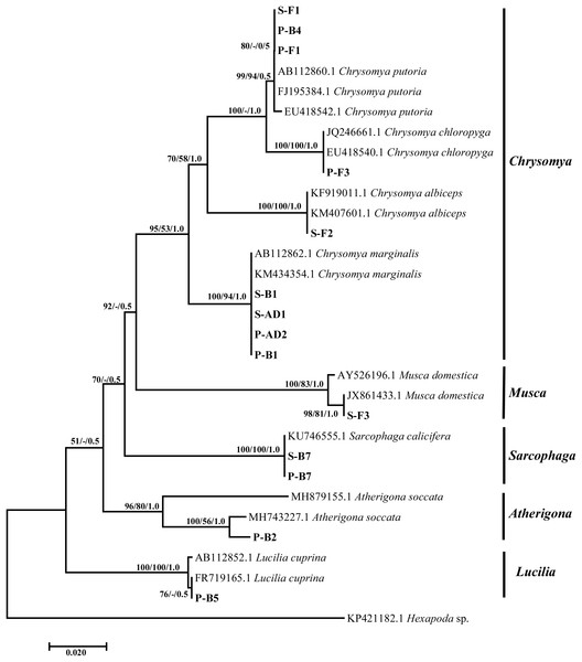 Tree based on the mitochondrial Cytochrome oxidase subunit one region illustrating relationships between experimental Diptera isolates collected from sheep and pig carcasses, and the close matches downloaded from the NCBI GenBank and outgroups. The sample ID alphabets represents: P-pig, S-sheep, F-fresh, B-bloated and AD-advanced stages. Support values indicated at the nodes are, in order: neighbor joining bootstrap value, maximum likelihood bootstrap value, Bayesian inference posterior probability.