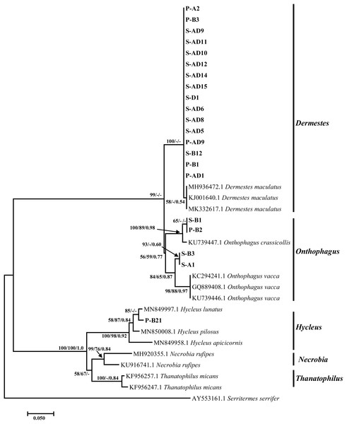 Tree based on the mitochondrial region illustrating relationships between experimental Coleoptera isolates collected from the sheep and pig carcasses, and the close matches downloaded from the NCBI GenBank and outgroups. The sample ID alphabets represents: P-pig, S-sheep, B-bloated, A-active, AD-advanced decay stage and D-dry stages. Support values indicated at the nodes are, in order: neighbor joining bootstrap value, maximum likelihood bootstrap value, Bayesian inference posterior probability.