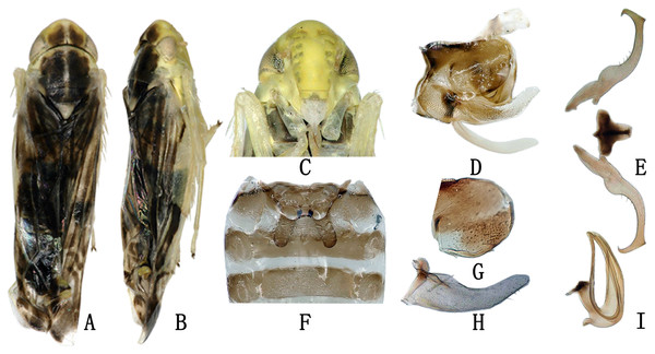 The morphological characteristics of male E. (Eupteryx) minuscula.