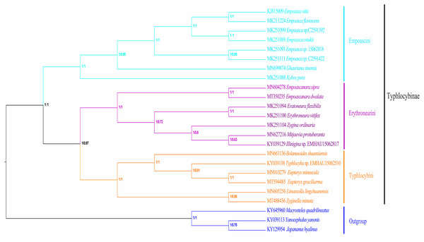 Phylogenetic tree inferred by maximum likelihood and maximum parsimony based on the protein-coding genes.