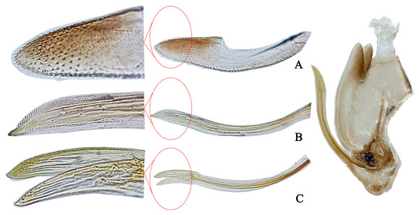 The morphological characteristics of female E. (Eupteryx) minuscula.