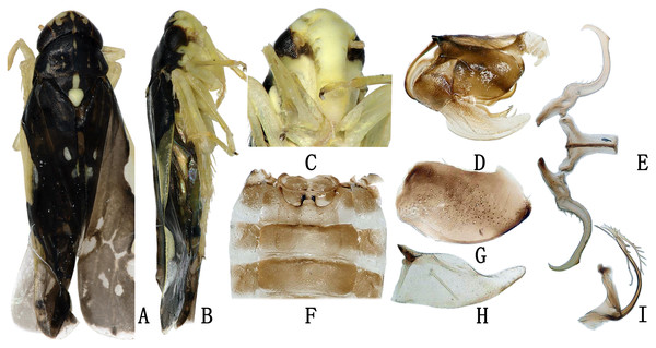 The morphological characteristics of male E. (Stacla) gracilirama.