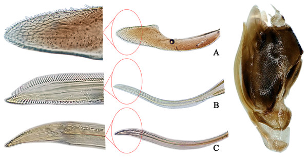 The morphological characteristics of female E. (Stacla) gracilirama.