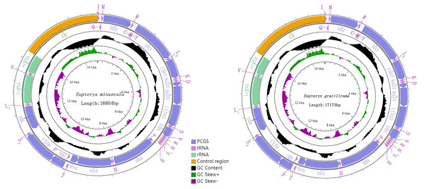 Organization of the complete mitogenome of E. (Eupteryx) minuscula and E. (Stacla) gracilirama protein-coding genes and codon usage.