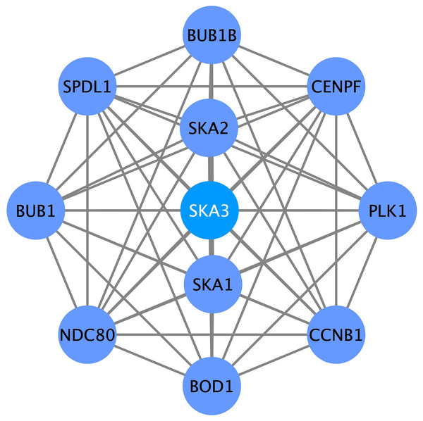 SKA3-associated PPI network.