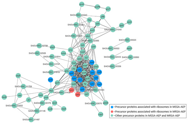 Protein–protein interaction network annotations of DE endogenous peptides between MSSA and MRSA strains by the STRING database.
