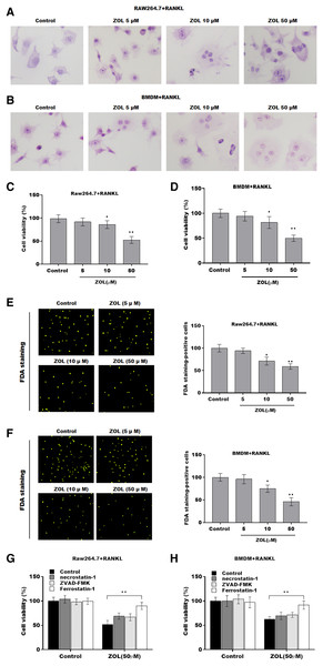 ZA treatment facilitated the ferroptosis of osteoclasts.