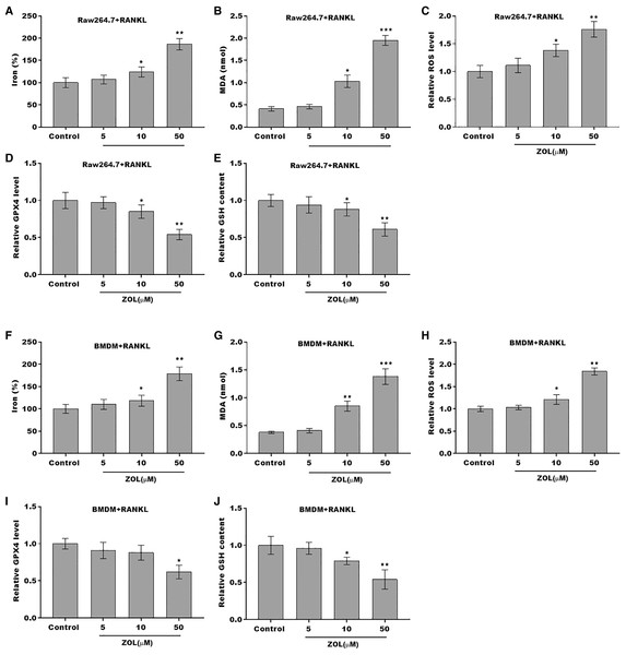 ZA treatment facilitated the ferroptosis of osteoclasts.