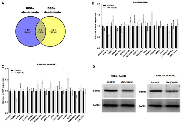 FBXO9 was downregulated in osteoclasts after ZA treatment.