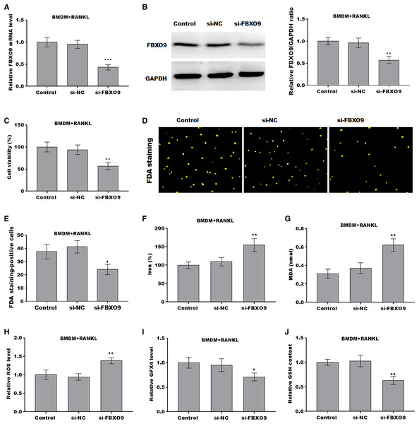 FBXO9 inhibition facilitated the ferroptosis of osteoclasts.