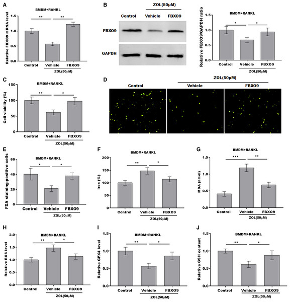 ZA treatment facilitated the ferroptosis of osteoclasts by suppressing FBXO9.