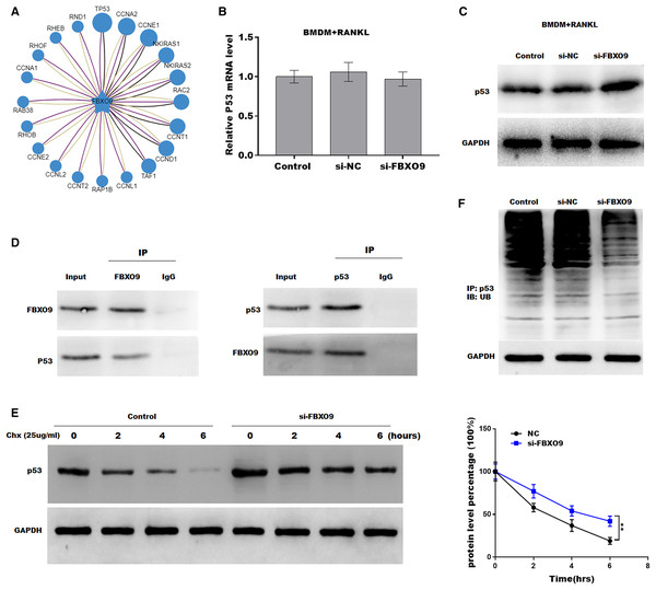 FBXO9 inhibition facilitated the ferroptosis of osteoclasts by blocking the ubiquitin mediated-proteasome degradation of p53.