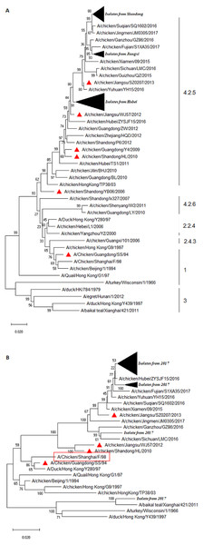 Phylogenetic relationship of the HA (A) and NA (B) genes of H9N2 AIVs detect in this study and reference strains.