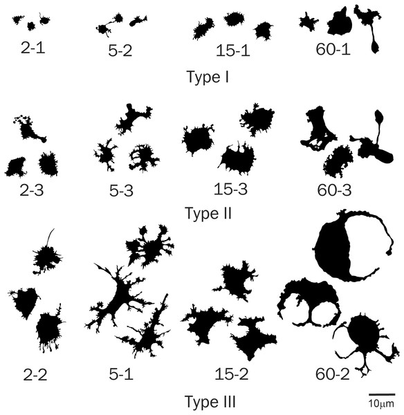 Silhouette images of type I–III cells from all time groups.