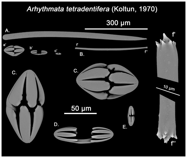 Arhythmata tetradentifera spicule plate.