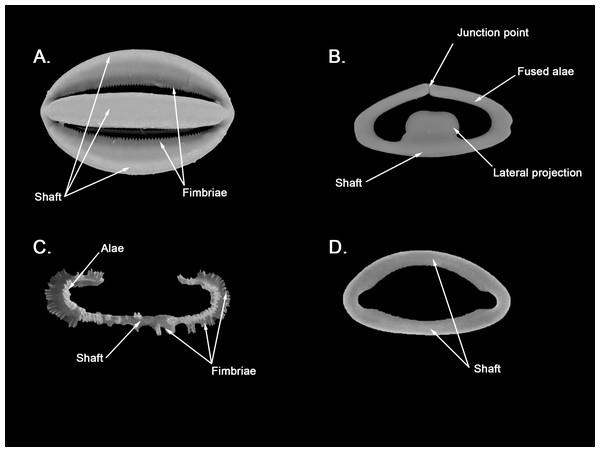Comparison between spherancorae and other fused chelae.