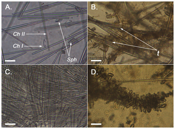 Optical microscope imaging of Melonanchora spicules.