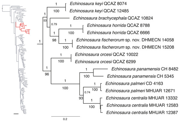 Phylogeny of Cercosaurinae, with a close-up of Echinosaura.