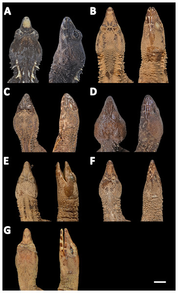 Heads of seven species of Echinosaura in dorsal (left) and lateral (right) views.