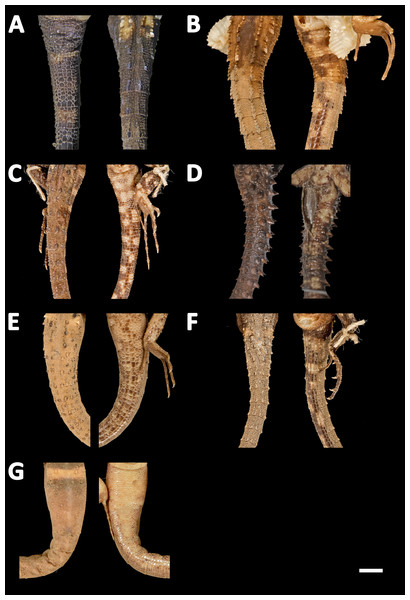 Tails of seven species of Echinosaura in dorsal (left) and ventral (right) views.