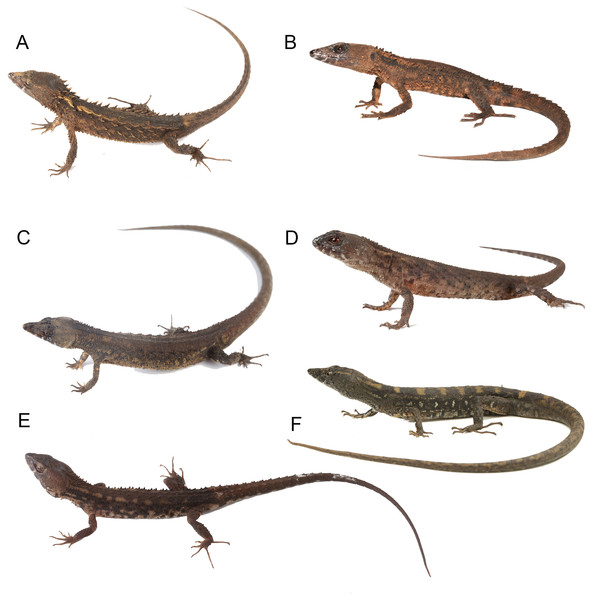 Live specimens of six species of Echinosaura.
