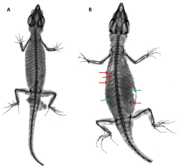 X-ray images of Echinosaurafischerorum sp. nov. (A) Male holotype (DHMECN 15208); (B) female paratype (DHMECN 15210).