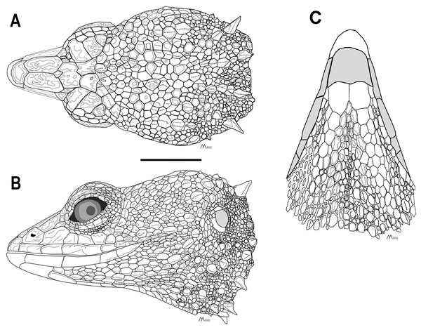 Head of the holotype of Echinosaura fischerorum sp. nov. (male, DHMECN 15208).