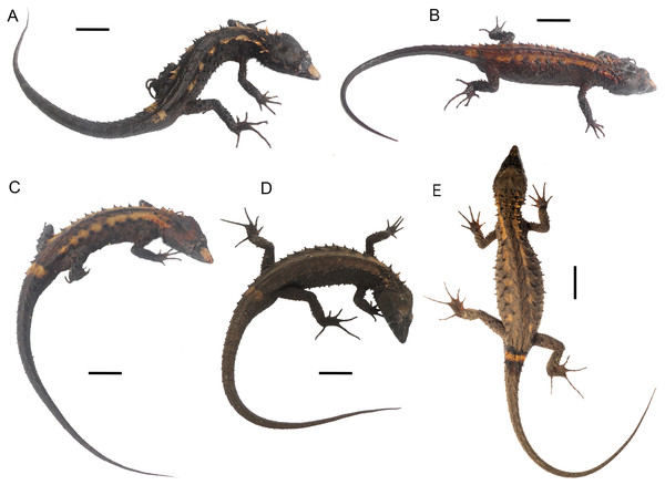 Live type specimens of Echinosaura fischerorum sp. nov. showing color variation in dorsal view.