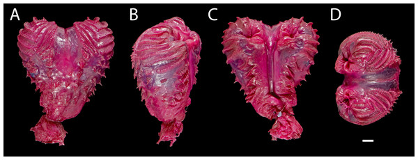 Right hemipenis of male holotype ofEchinosaura fischerorum sp. nov. (DHMECN 15208, Holotype) in (A) asulcate, (B) lateral, (C) sulcate, and (D) apical views.