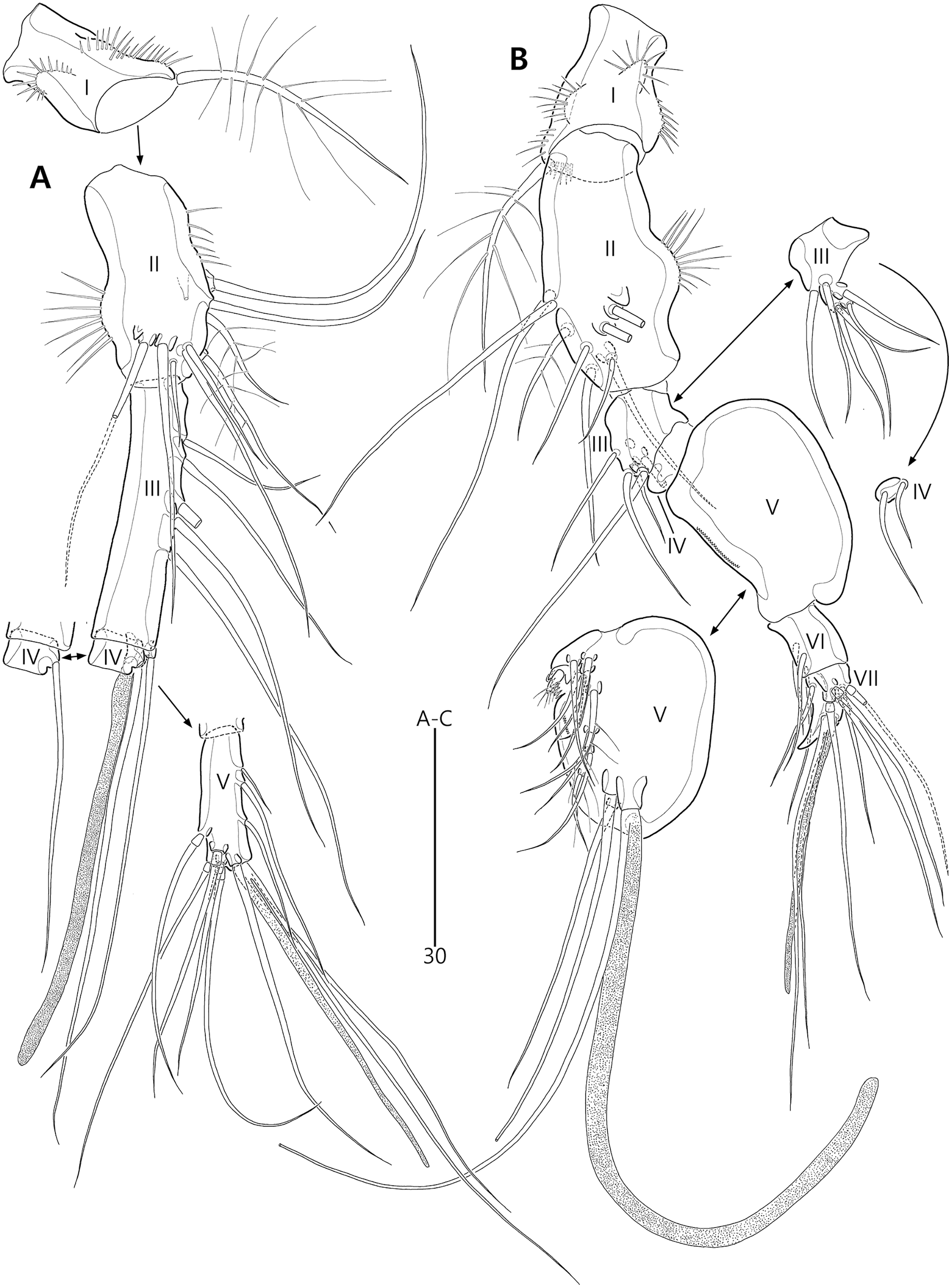 First Report Of The Genus Bicorniphontodes (Copepoda, Harpacticoida ...