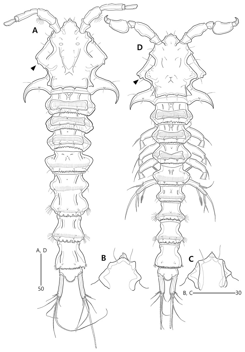 First Report Of The Genus Bicorniphontodes (Copepoda, Harpacticoida ...