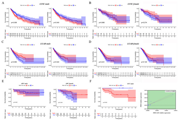 The survival analysis based on TBX5 and TBX5-AS1 expression after gender grouping.