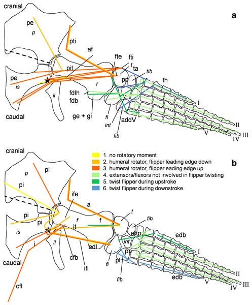 Muscle functions and lines of action of the hind flipper of Cryptoclidus eurymerus (IGPB R 324).