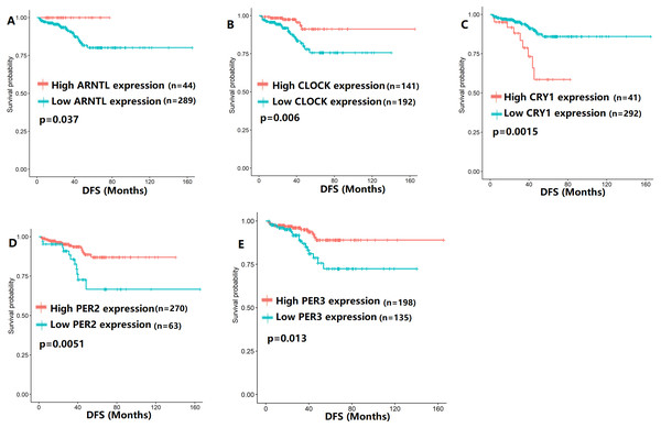 The expression levels of five core clock genes were related to disease-free survival (DFS).