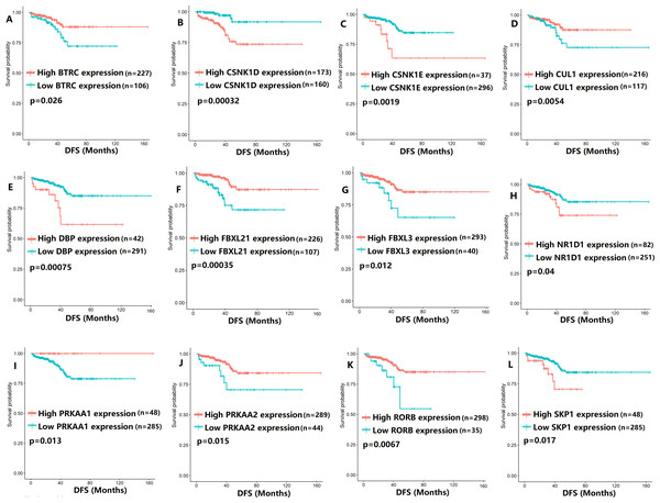 The expression levels of 12 circadian clock-related genes were related to disease-free survival (DFS).