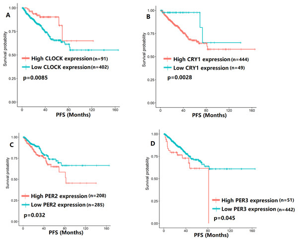 The expression levels of four core clock genes were related to progression-free survival (PFS).