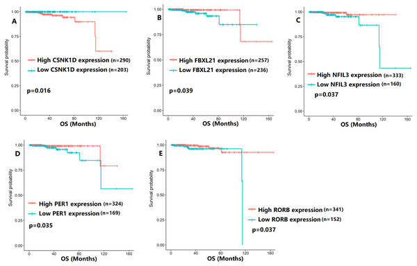 The expression levels of five the core components of the mammalian circadian clock were related to overall survival (OS).