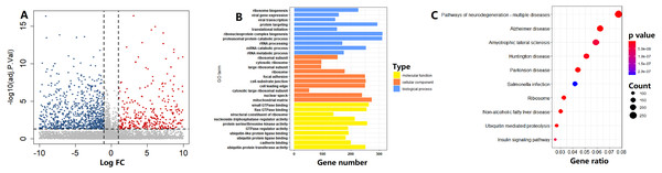 Functional enrichment analysis of circadian clock-based risk score.