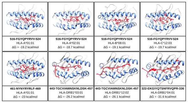 Structure of the HLA-epitope complex for the main T cell epitopes in Spike RBD domain.