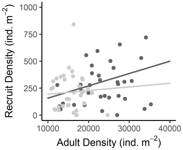 Relationship between the recruit density and adult density in the West (dark grey) and East (light grey) shores of Le Petit Minou.