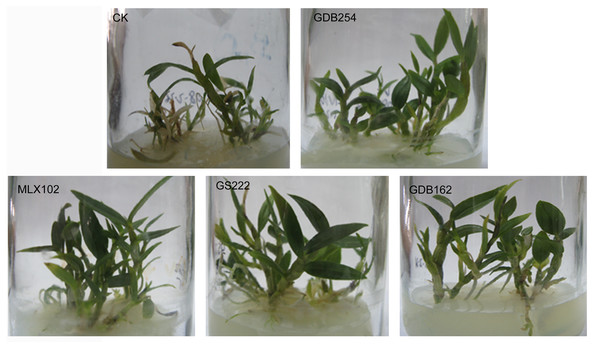 Mycorrhizal fungi promote the growth of tissue culture seedlings of Dendrobium officinale.
