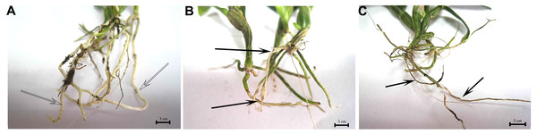 TS1 and TS2 strains all showed pathogenicity to Dendrobium officinale.