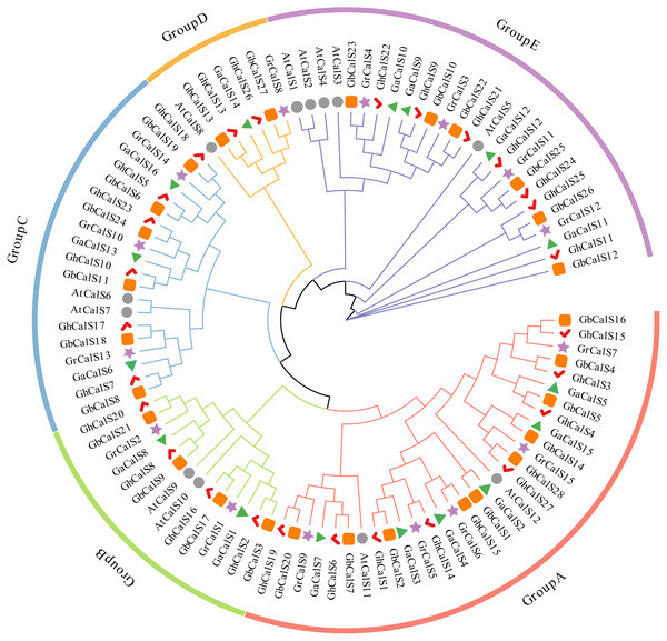 Phylogenetic analysis of CalS protein from G. hirsutum, G. barbadense, G. raimondii, G. arboretum and Arabidopsis.