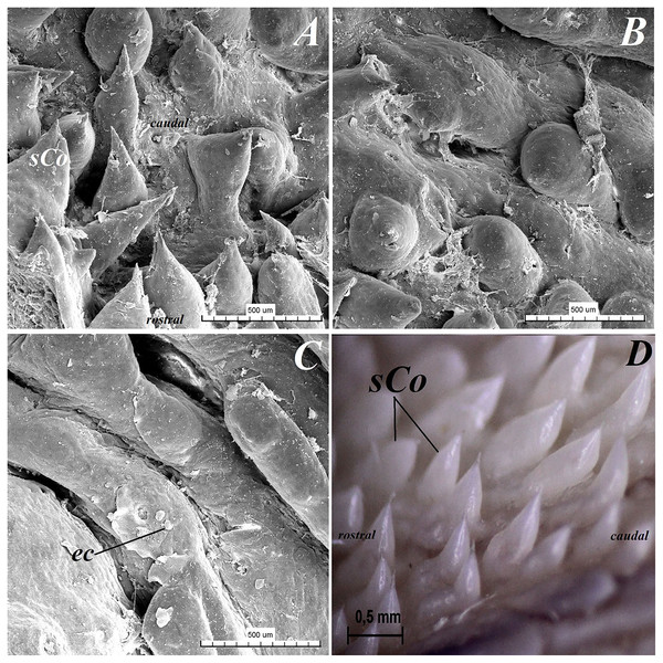 Stereoscopic and SEM analysis of the root of the tongue of the red panda (Ailurus fulgens f.).