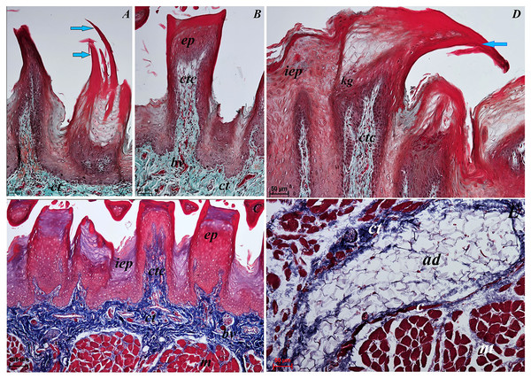Histological analysis of the filiform papillae and lyssa of the tongue of the of red panda (Ailurus fulgens f.).