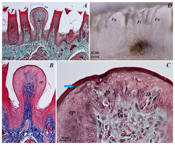 Sstereoscopic and histological analysis of the fungiform papillae of the tongue of the red panda (Ailurus fulgens f.).