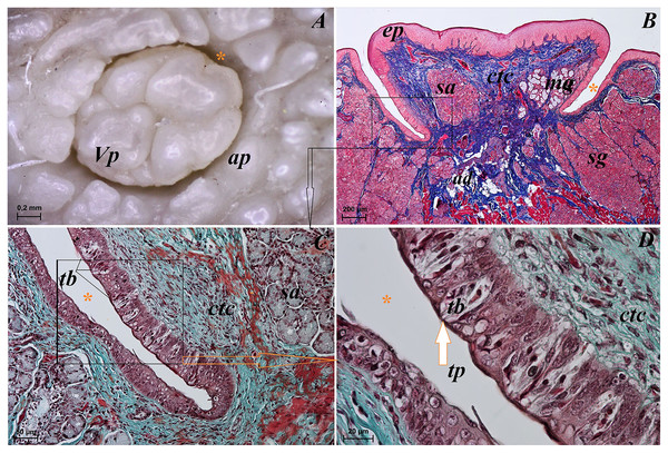 Stereoscopic and histological analysis of the vallate papillae of the tongue of the red panda (Ailurus fulgens f.).