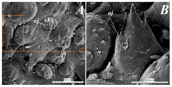 SEM analysis of the small filiform papillae from the area of the vallate papillae of the tongue of the red panda (Ailurus fulgens f.).