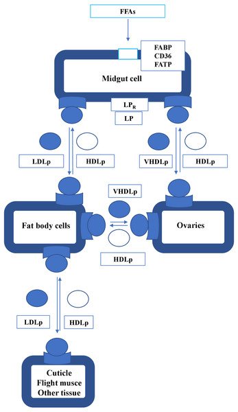 The absorption and transport of FFAs in insect.