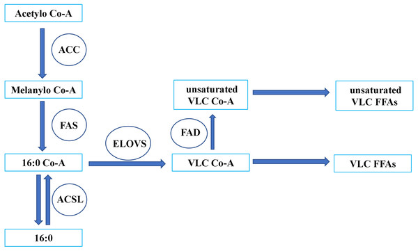 The biosynthesis of FFAs in insect.